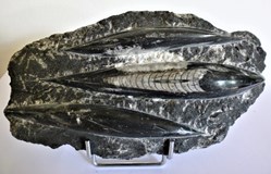 Orthocéras