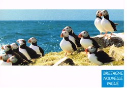 France-Bretagne-Macareux au sept îles