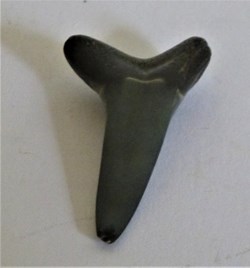 Striatolamia