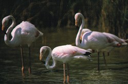 France-Camargue