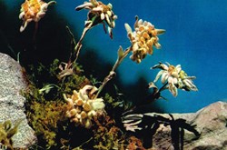 France-Divers-Flore de montagne-Edelwelss