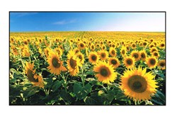 France-Le Périgord-Tournesols