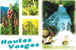 France-Vosges-Flore et cascade