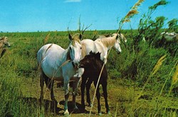 France-Camargue