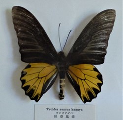 Lépidoptère-Troides aeacus