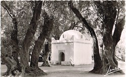 Algérie-Blida-Le bois sacré