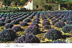 France-Alpes Martimes-Champ de Lavande