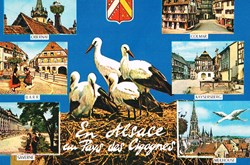 France-Bas Rhin-Obernai-Cigognes