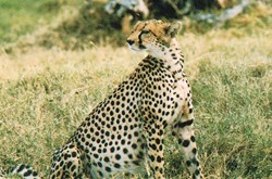 Kenya-Léopard