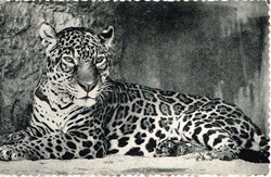 Belgique-Anvers-Jardin Zoologique