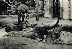 Belgique-Anvers-Jardin Zoologique