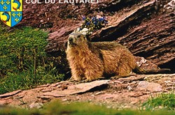 France-Hautes Alpes-Marmotte