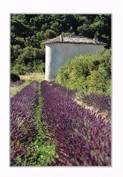 France-Bouches du Rhône-lavandes