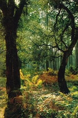 France-Puy de Dome-Forêt