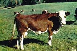 France-Franche Comté