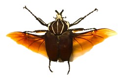 Goliathus goliatus
