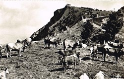 France-Savoie-Les troupeaux du Mont Renard