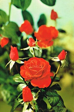 France-Fleurs