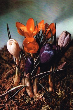 France-Crocus variés