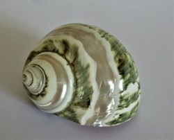 Burgo nacré vert 7cm