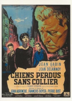 Chiens perdus sans collier