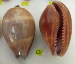 Erronea onyx dudoso