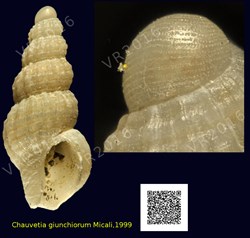 Chauvetia giunchiorum Micali,1999