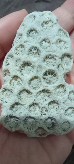 Coquillages