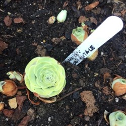 Aeonium dodrantale