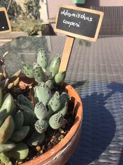 Adromischus cooperi