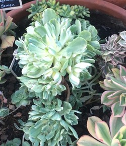 Aeonium Castello PAIVAE variegata suncup