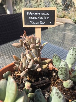 Adromischus Marianiae tricolor