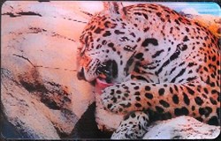 Animaux Cora 2014 - Carte Holographique - 28 - Jaguar