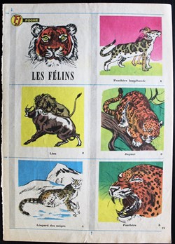 Planches d'images - Les félins