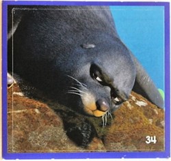 Stickers 34 - Crois en tes rêves - Cora 2021