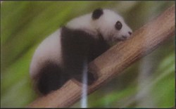 Animaux Cora 2014 - Carte Holographique - 06 - Panda