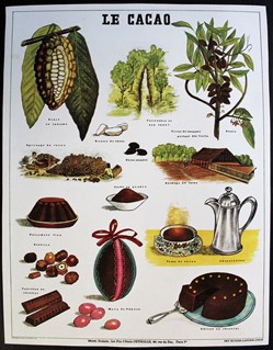 Planche Documentation scolaire - Le cacao - "Les fils d'Emile Deyrolle"