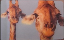 Animaux Cora 2014 - Carte Holographique - 32 - Girafe
