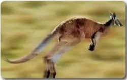 Animaux Cora 2014 - Carte Holographique - 39 - Kangourou