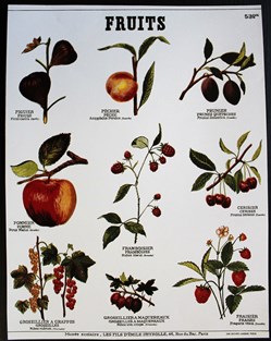 Planche Documentation scolaire - Fruits - "Les fils d'Emile Deyrolle"