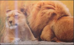 Animaux Cora 2014 - Carte Holographique - 34 - Lion