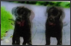Animaux Cora 2014 - Carte Holographique - 15 - Labrador