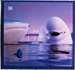 Stickers 36 - Crois en tes rêves - Cora 2021