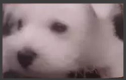 Animaux Cora 2014 - Carte Holographique - 16 - West Highland Terrier