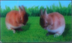 Animaux Cora 2014 - Carte Holographique - 19 - Lapin