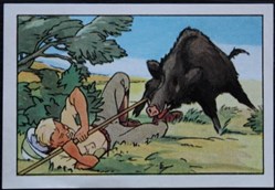 Image / Chromo - La vie fière et joyeuse des scouts - IV-08 - Le sanglier était sur moi