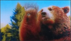 Animaux Cora 2014 - Carte Holographique - 05 - Grizzli
