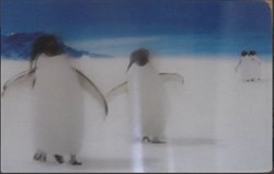 Animaux Cora 2014 - Carte Holographique - 43 - Manchot
