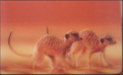 Animaux Cora 2014 - Carte Holographique - 38 - Suricate