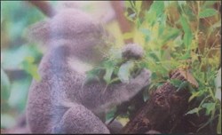 Animaux Cora 2014 - Carte Holographique - 04 - Koala